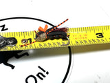 Big Fish Cicada