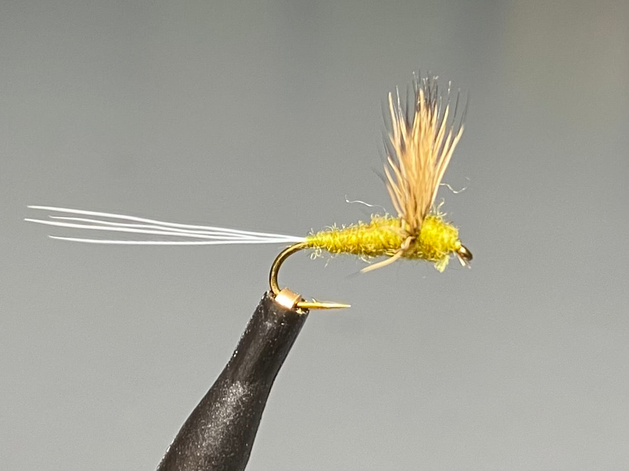 What The Flying Fish is this NEW Dry? – Starstuddedmag