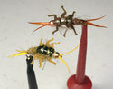 Large Stonefly Nymphs